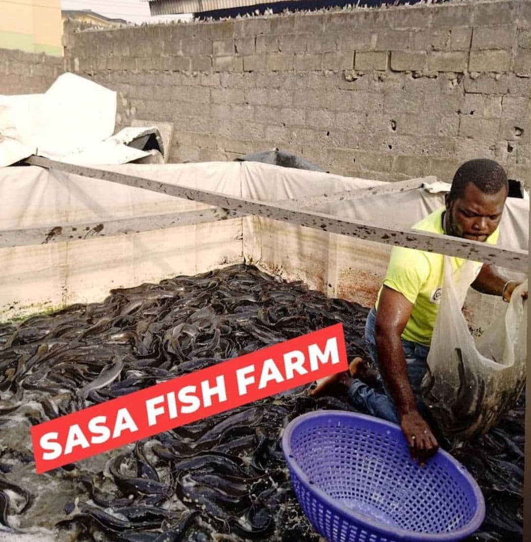 Sasa Fish Farm