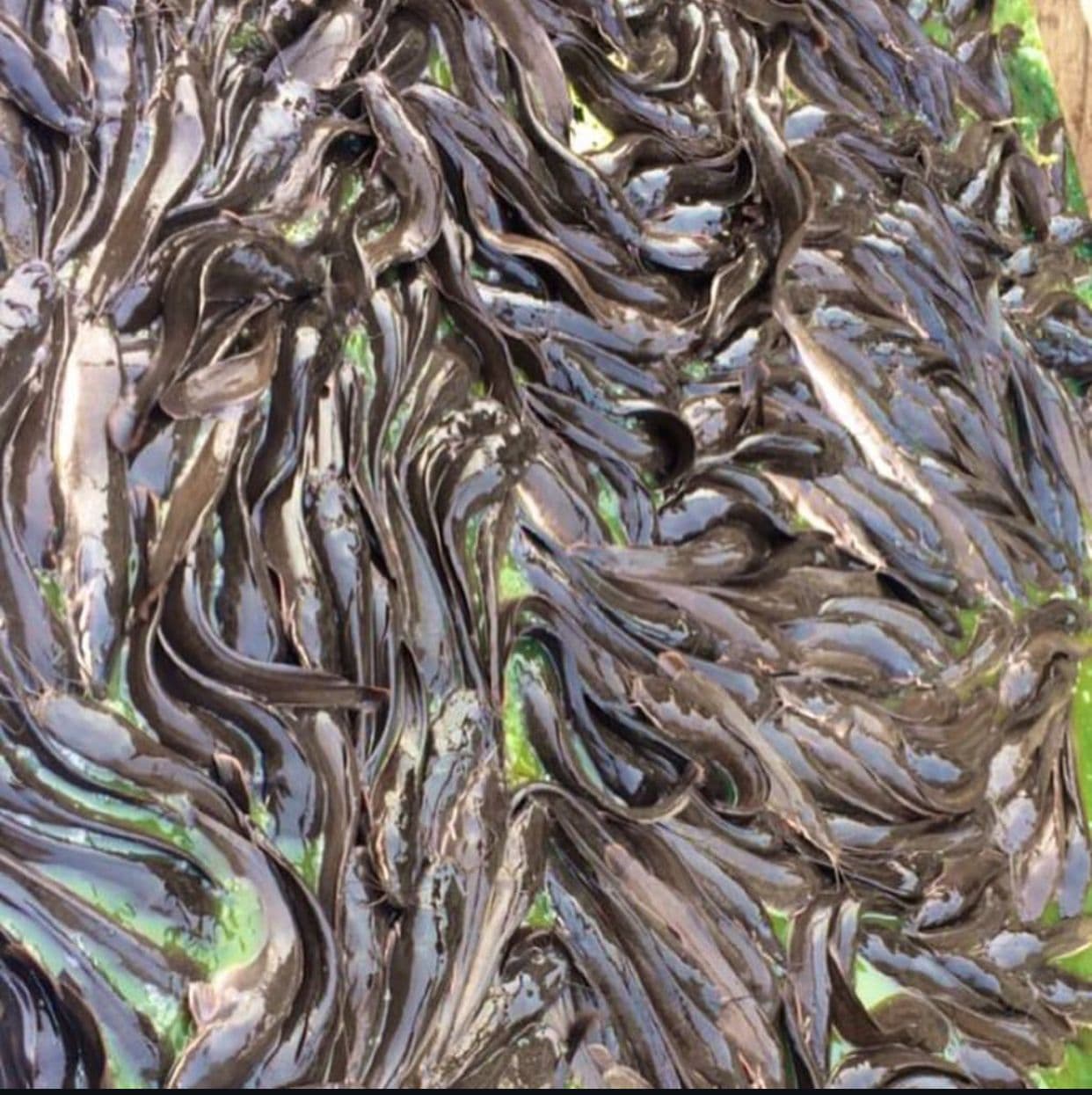 Sasa Fish Farm image